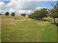 Old hedge line near Great Whittington