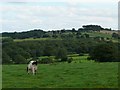 Cow grazing in field near Carr Lane