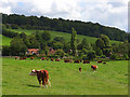 Pasture, Upper North Dean