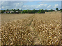 SU8899 : Farmland, Prestwood by Andrew Smith
