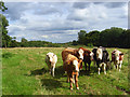 Pasture, Little Kingshill