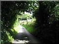 Overhanging trees below Ty