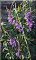 Purple Toadflax (Linaria purpurea)