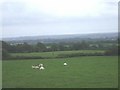 Sheep, Hill Farm, Thornhill, Cardiff