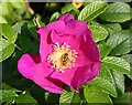 Rosa rugosa and Hoverfly