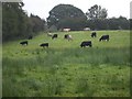 Cattle grazing in the rain