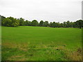 Field in Dalzell Park