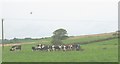 The Bryn Bella Friesian-Holstein herd being rounded for evening milking