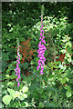 Foxgloves (Digitalis purpurea) at Knypersley Reservoir