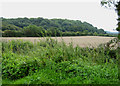 Woodland on Foscombe Hill