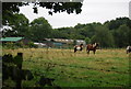 Horses in a field