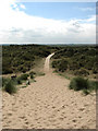 TF8545 : Boardwalk through the dunes by Evelyn Simak