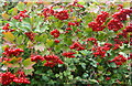 TM2337 : Guelder Rose berries, Vibernum opulus by Andrew Hill