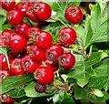 Berries and bugs, Bangor