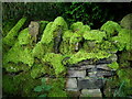 Moss covered wall S of Tanner Barn