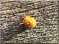 Orange Ladybird