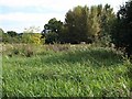 Hackney Marshes