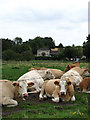 View across cattle pasture