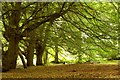 The approach of autumn, Tardree forest