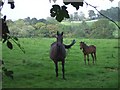 "Two-legged" mare with foal