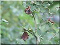 Dutch Elm Fungal Attack (Ulmus spp) by Richard Cooper