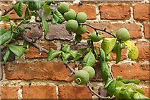SU6356 : Figs at The Vyne by Stephen McKay