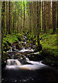 NH3130 : Stream in forest near Cannich by Steven Brown