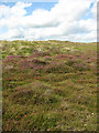 TG4920 : Heather flowering in the dunes by Evelyn Simak