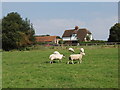 Sheep at Moor Common