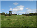 Sheep pasture, Tower Hill