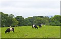 Field of cows at Ashness farm