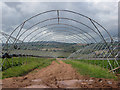 Strawberry cropfield with polytunnel frame