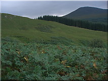 NN3384 : Hillside plantation across the Allt a' Ghlas Choire by ian shiell