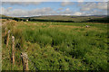 Farmland at Whisgills