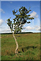 A lone tree at Caulside