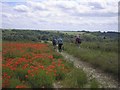 SU1036 : Walking beside poppy field, on the Monarch's Way by Roger