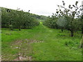 Frith Farm orchard