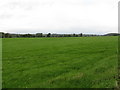 Grazing land in the Leadon Valley