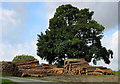 SO3887 : New logs, old tree by Dave Croker