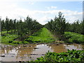 Orchard near Staplow