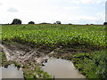 Soggy field near Paunceford Court