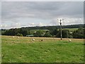 Sheep field, Ashfield