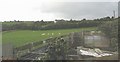 Sheep and sheepfold at Tyddyn-isaf