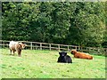 Highland cattle, Russley Park, near Marlborough