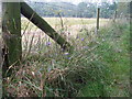 TF2263 : Devil's bit scabious, Moor Farm nature reserve by E Gammie