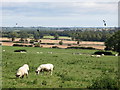 NZ0269 : Pastures near Clarewood (2) by Mike Quinn