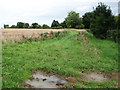 Trees beside wheat crop