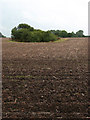 Copse in cultivated field