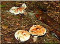 Fungus, Hillsborough forest 08-12