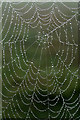 NT5934 : Dew on a spider's web by Walter Baxter